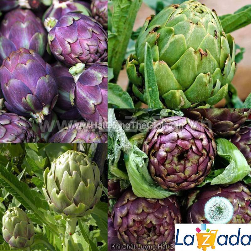 10h Hạt Giống Atisô Mix Màu (A5.104| C50*W23*M174)