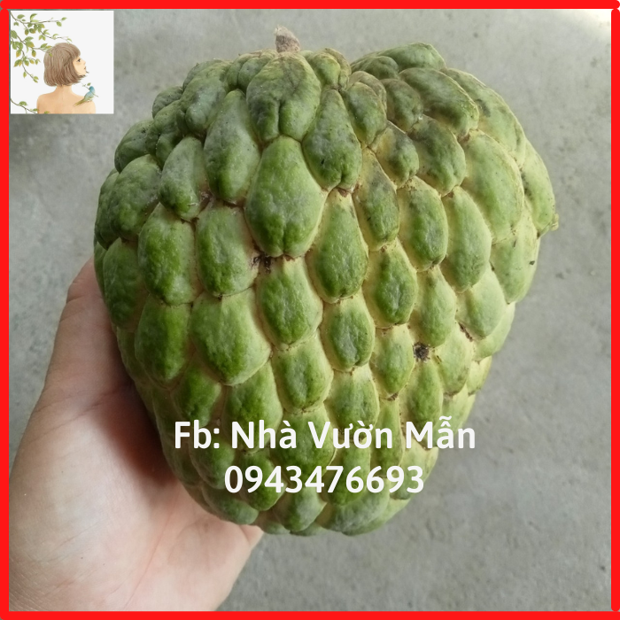 20 Hạt Giống Mãng Cầu Na Thái