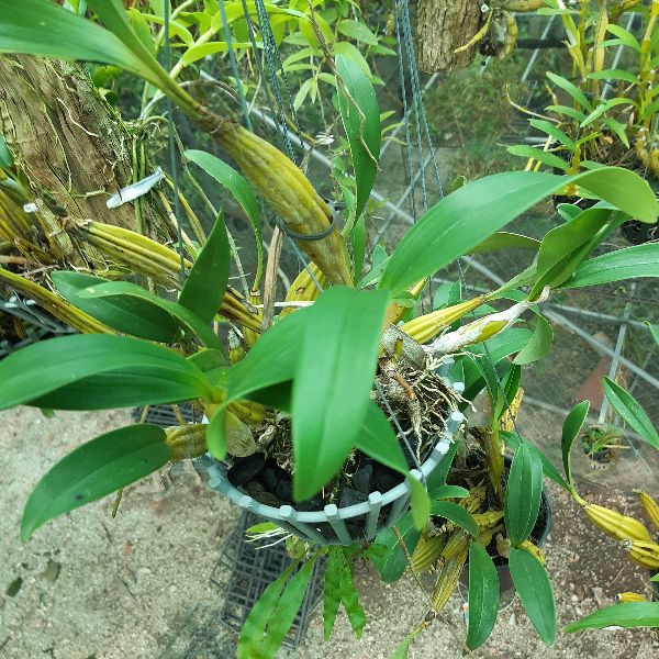 lan Sơn thủy tiên- Hoàng lạp chậu lớn