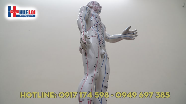 [HCM]Mô hình huyệt vị người nam