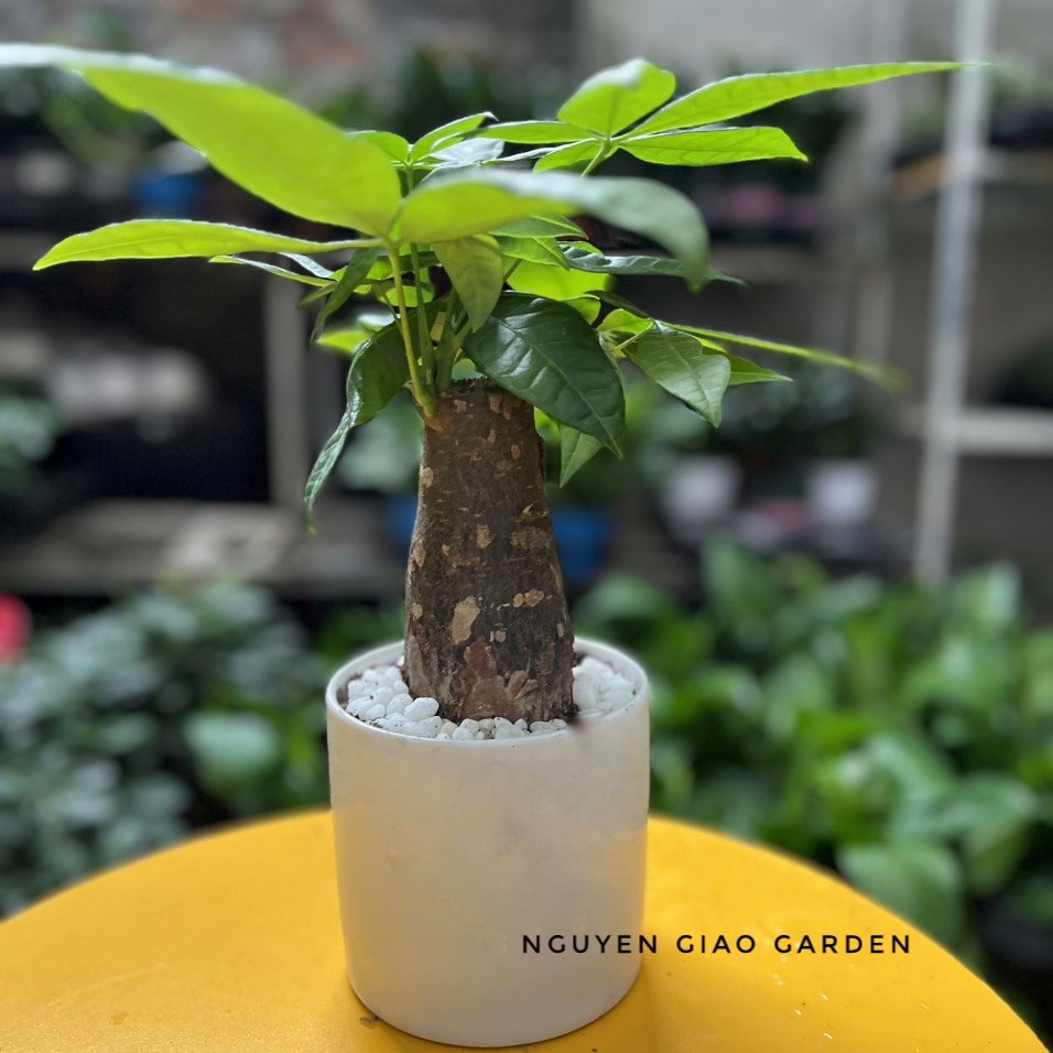 Cây kim ngân chậu sứ trụ trắng để bàn