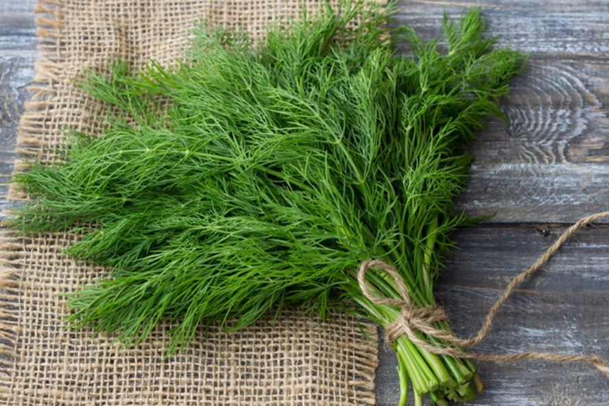 Hạt giống rau thì là Rạng Đông