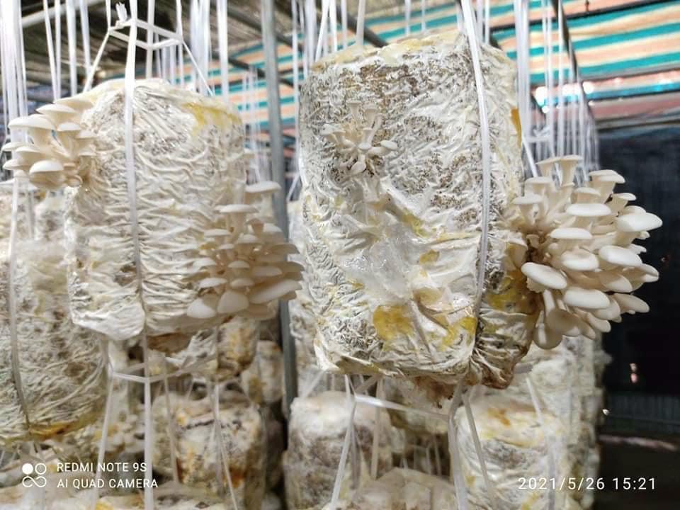 Phôi Nấm Bào ngư và Sò Thái (Combo 2 Bào ngư, 1 Sò)