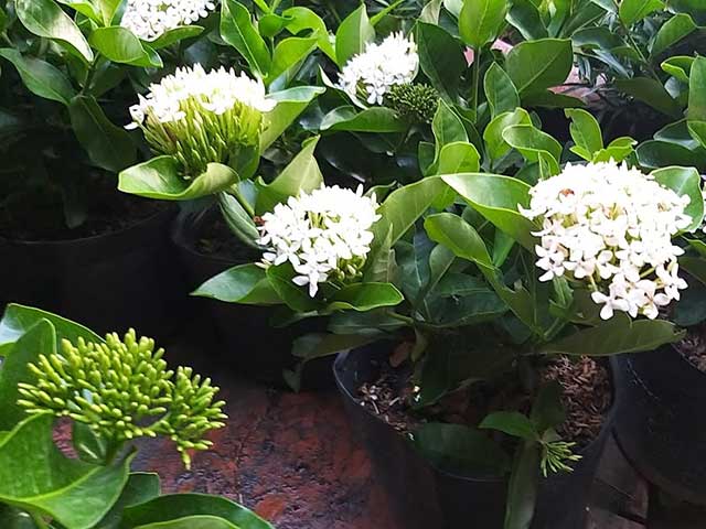 Cây trang trắng, hoa rất thơm