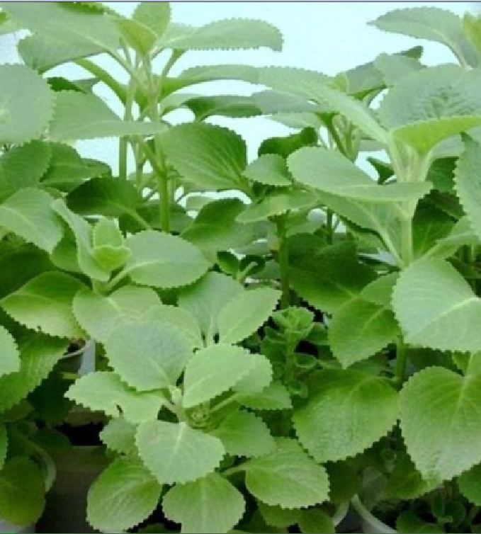 Hạt giống Húng chanh hay tần dày lá - 01gram (550 hạt )