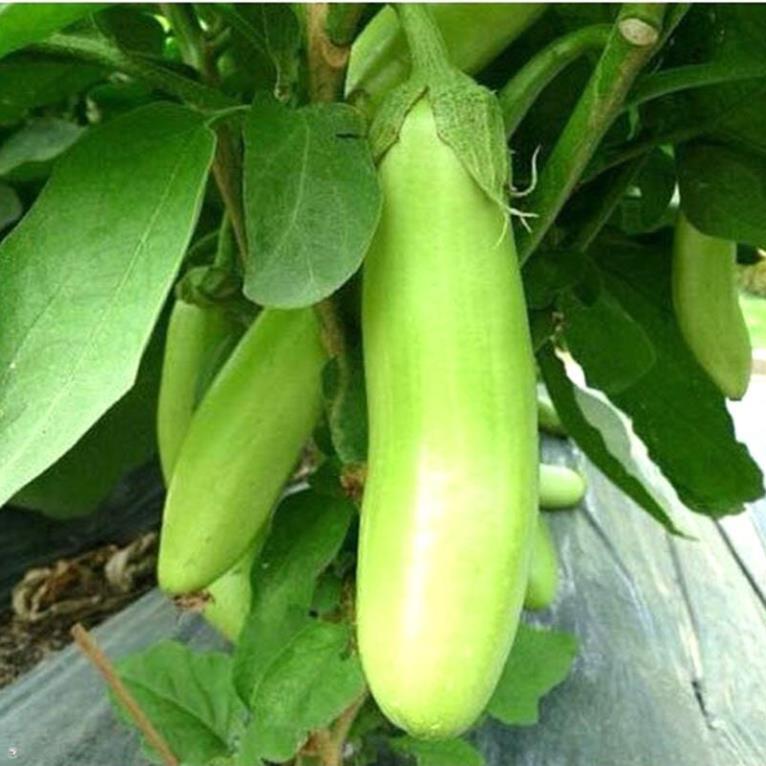 Hạt giống cà xanh mỡ dài - gói 1 gram