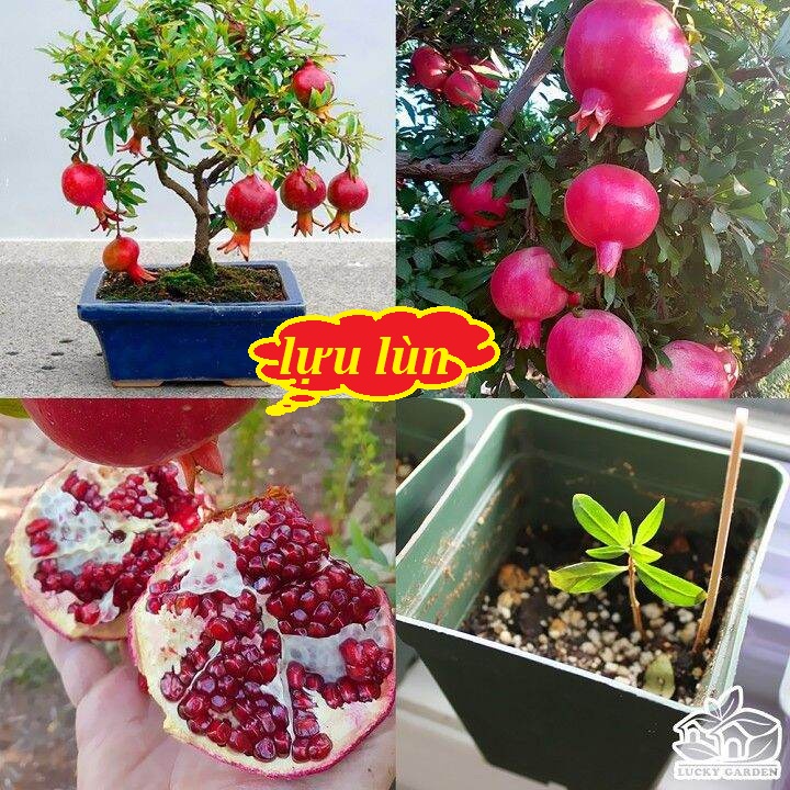 Dwarf Pomegranate Bonsai Seeds (Pack of 10 Seeds)