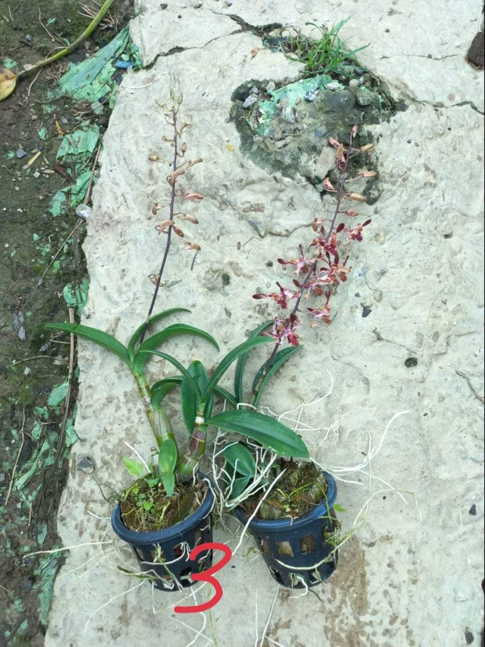 HOA LAN NẮNG SING JASMINE