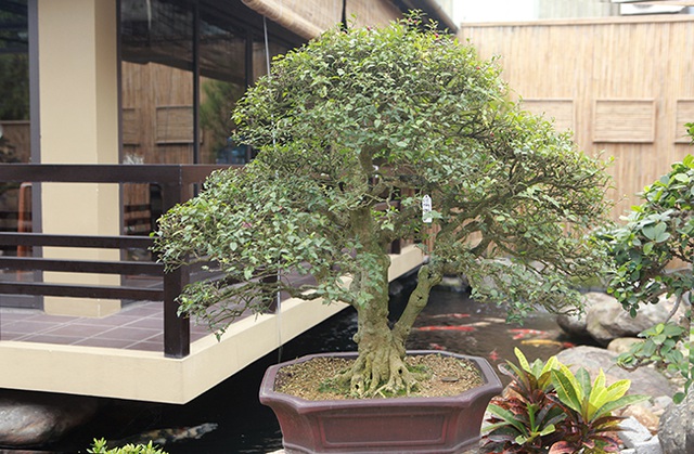 HỒNG NGỌC MAI CÂY SIÊU LỚN