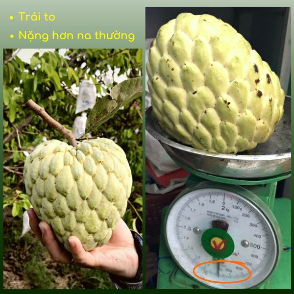 Cây Mãng Cầu Na Thái chuẩn giống