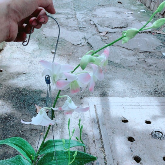 Lan Dendro Hồng Nhạt