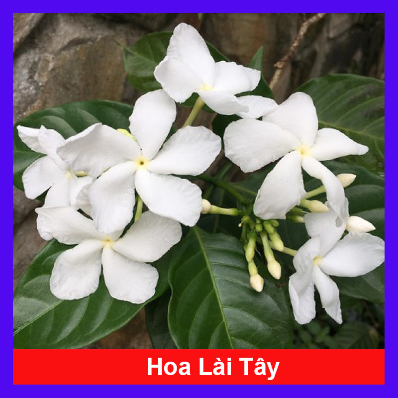 Cây hoa lài tây - Cây cảnh sân vườn