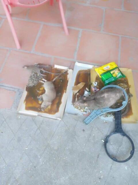 Keo dính chuột minh phương