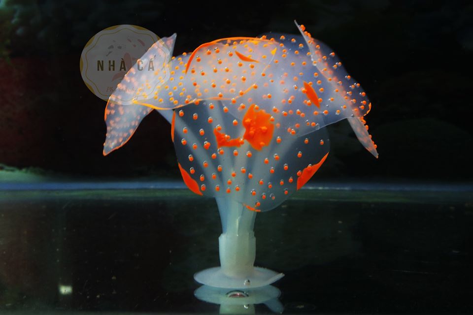 HẢI QUỲ MINI DẠ QUANG- PHỤ KIỆN TRANG TRÍ – PHỤ KIỆN HỒ CÁ – THỦY SINH