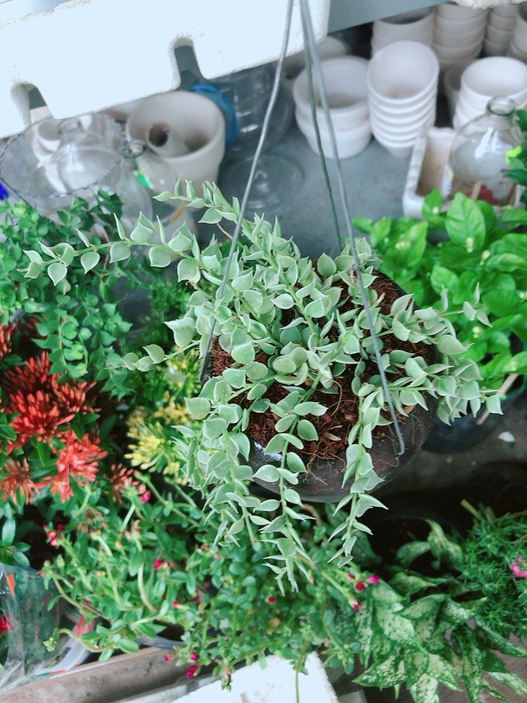 Cây Lá Tim Cẩm Thạch