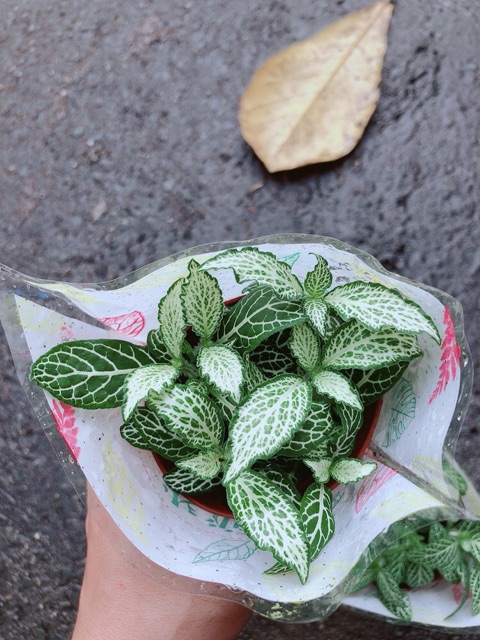 Cẩm Nhung (lá may mắn) xanh trắng