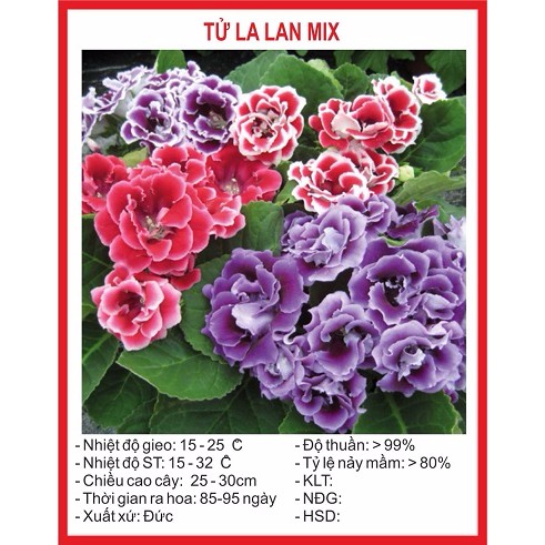 Hạt giống Hoa Tử La Lan - 5 Hạt