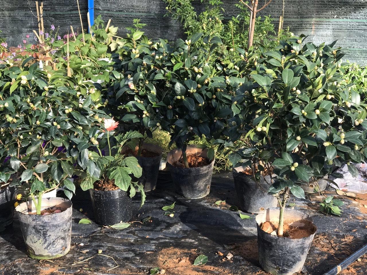 Cây Trà Mi 3 Màu - Cao từ 60cm - 1m - Cây Cảnh