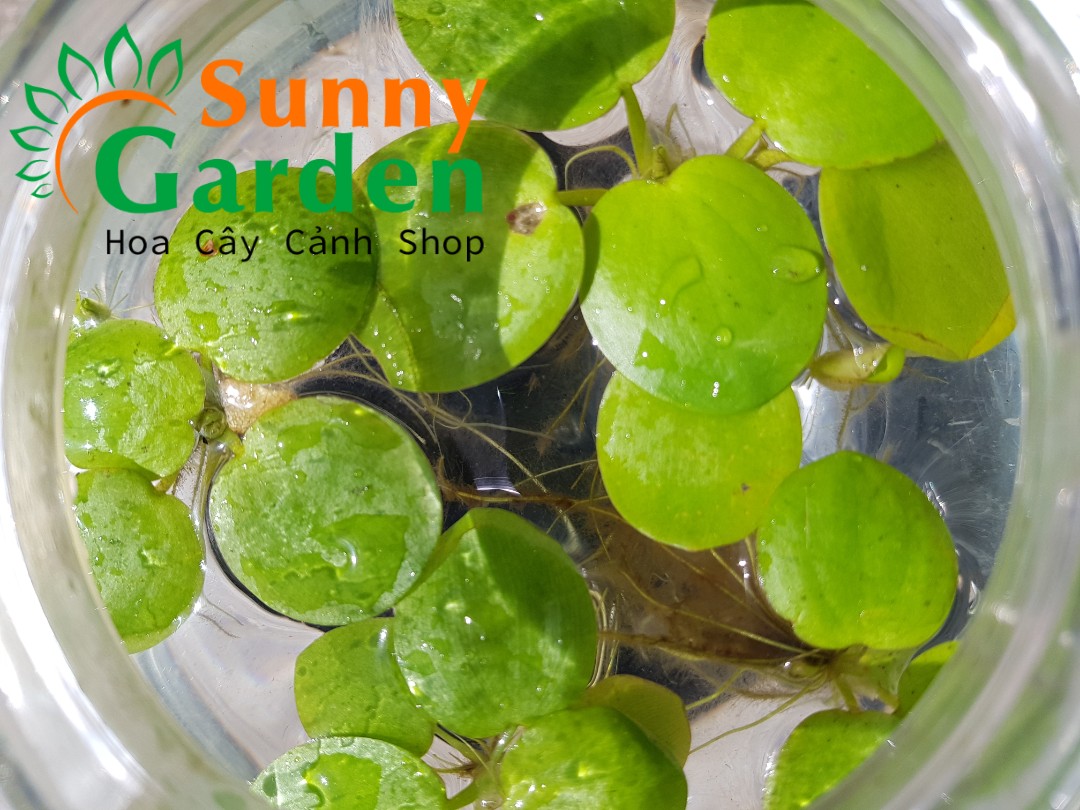 Combo 4 Bông Bèo Nhật - Cây Thủy Sinh