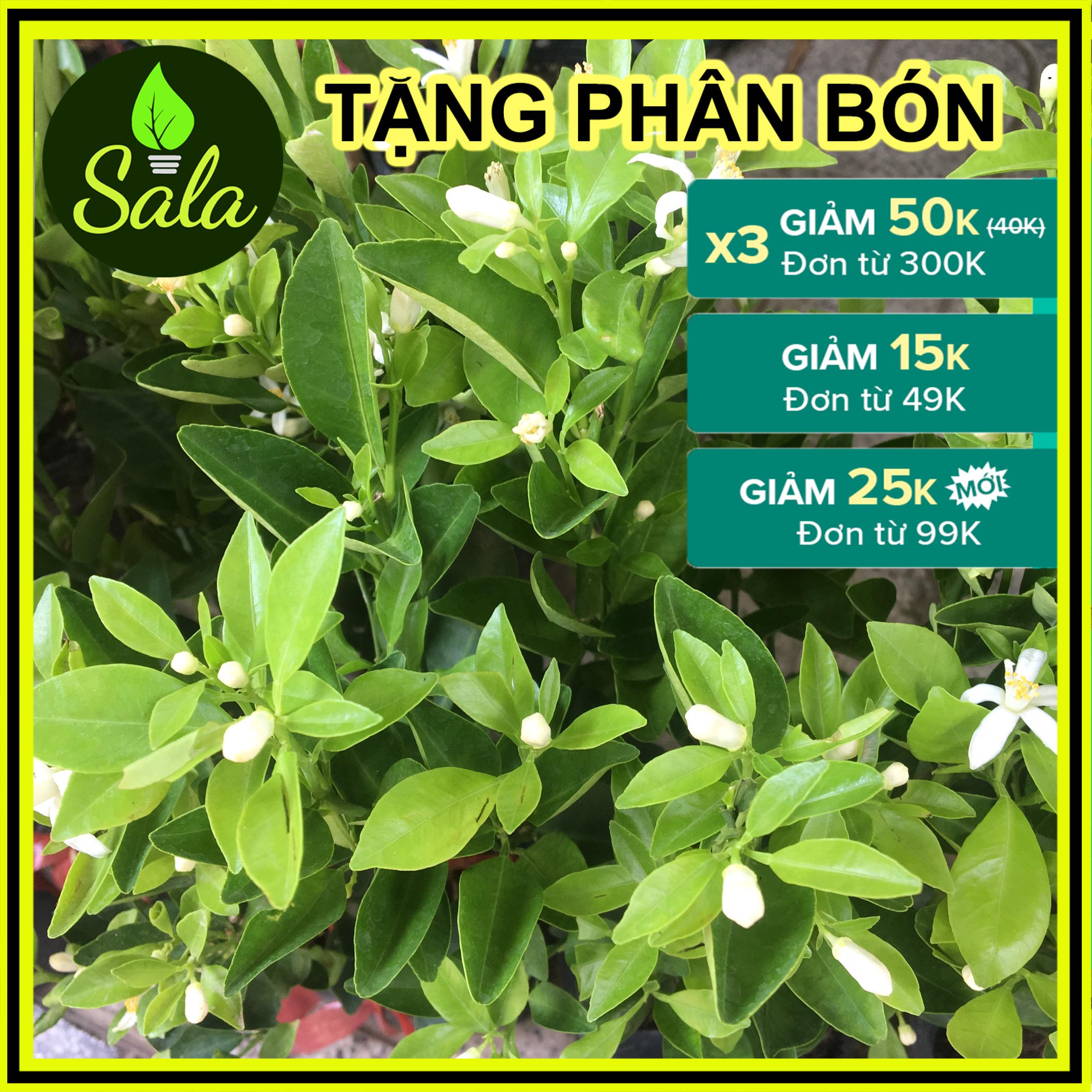 CÂY HẠNH - CÂY QUẤT - CÂY TẮC