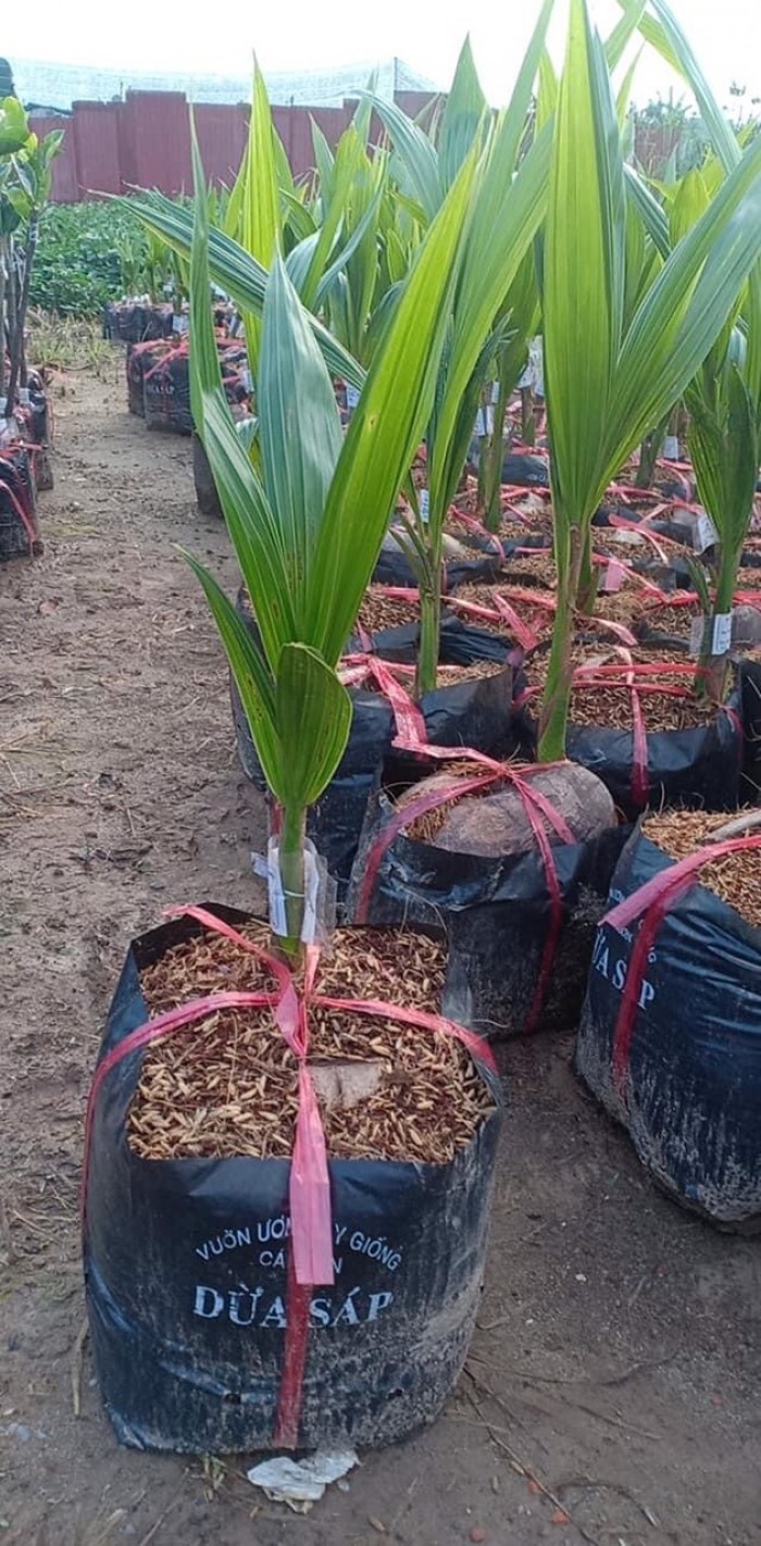 cây dừa xiêm lùn