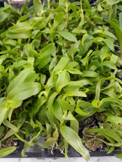Com bo 3 cốc hoa phong lan - 5ct họng tím
