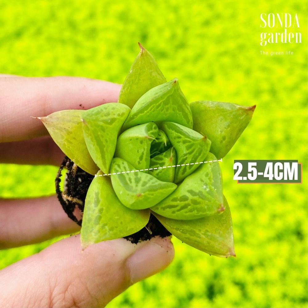 SEN ĐÁ NGỌC LÁ LỚN SIZE MINI KHỎE ĐẸP LỖI 1 ĐỔI 1