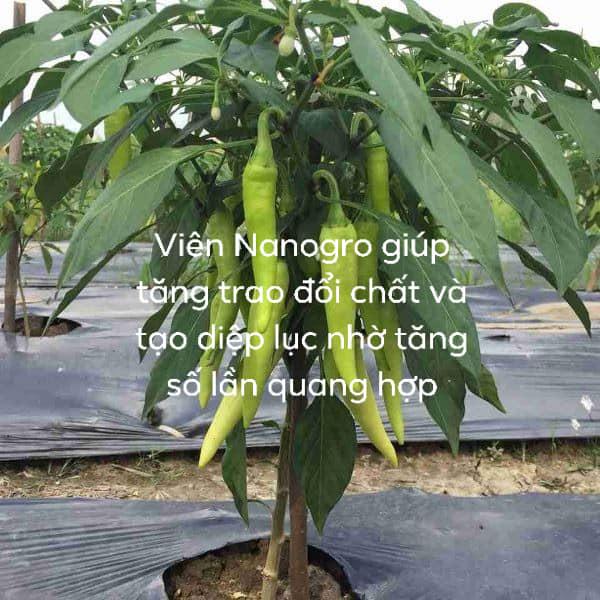 [HCM]Viên sủi trichoderma Nanogro ủ phân chuồng phân cá chăm sóc cây trồng