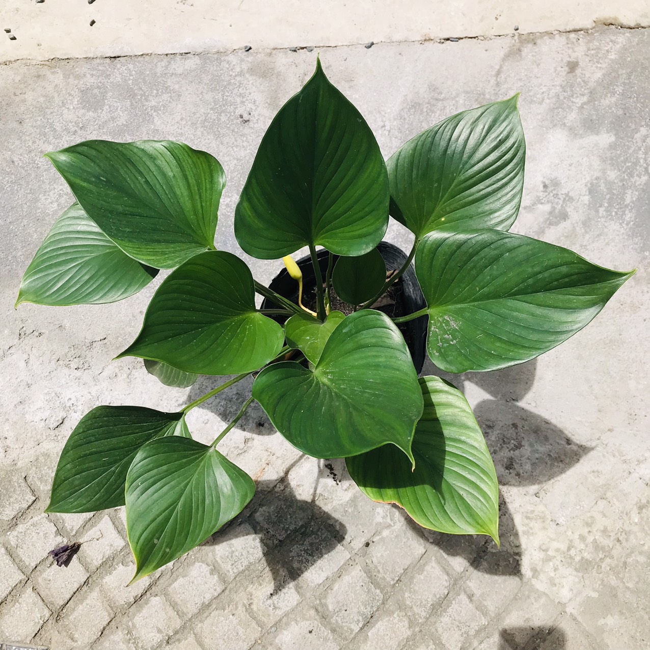 Cây Thanh Tâm Cây Giống Khỏe