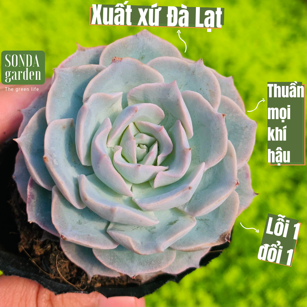 SEN ĐÁ HỒNG PHẤN SIZE BÉ SIÊU KHOẺ ĐẸP LỖI 1 ĐỔI 1
