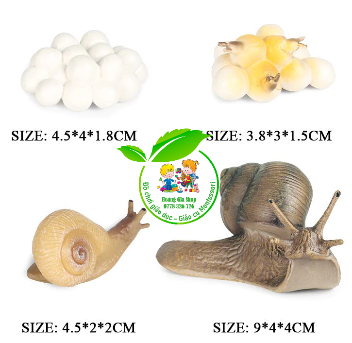 Mô hình vòng đời của ốc sên - Snail Life Cycle