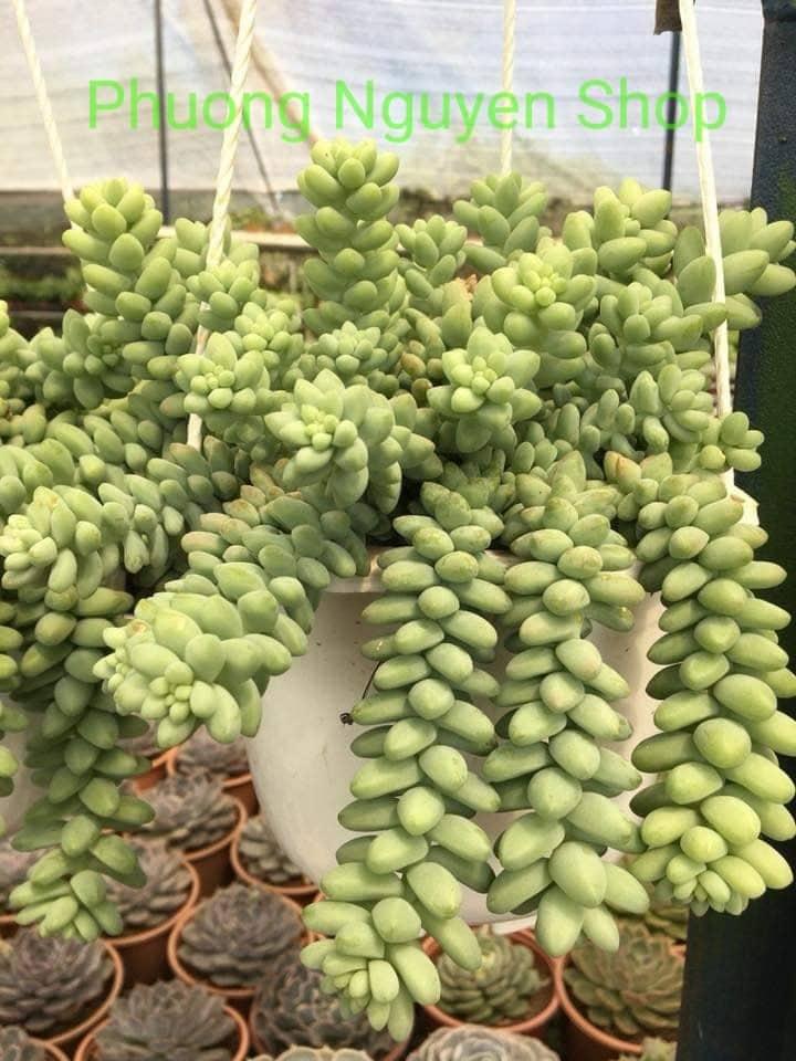 Sen Đá Chuỗi Ngọc Bi Chậu Treo