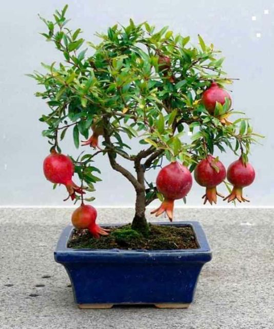 Cây Lựu đỏ...