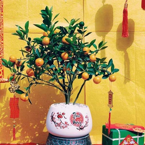 Cây quất ( cây tắc) chua cho thu trái quanh năm