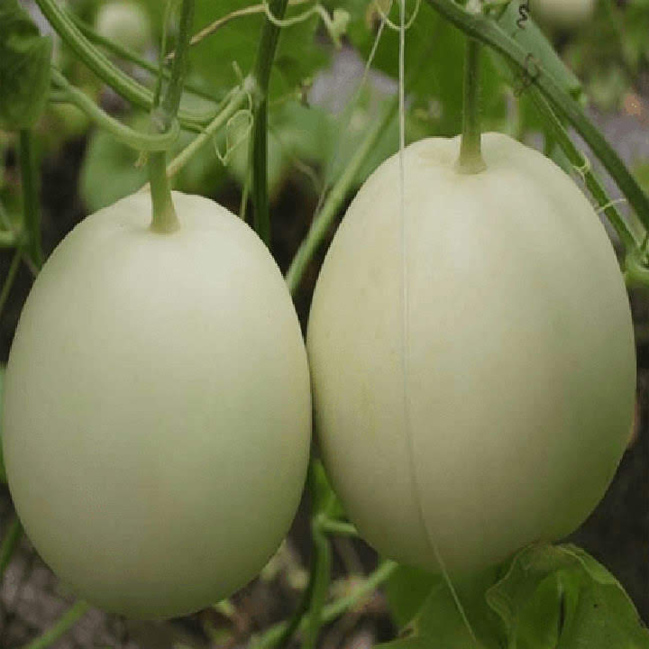 "Gói 20 Hạt " Hạt giống Dưa Lê Bạch Tuyết