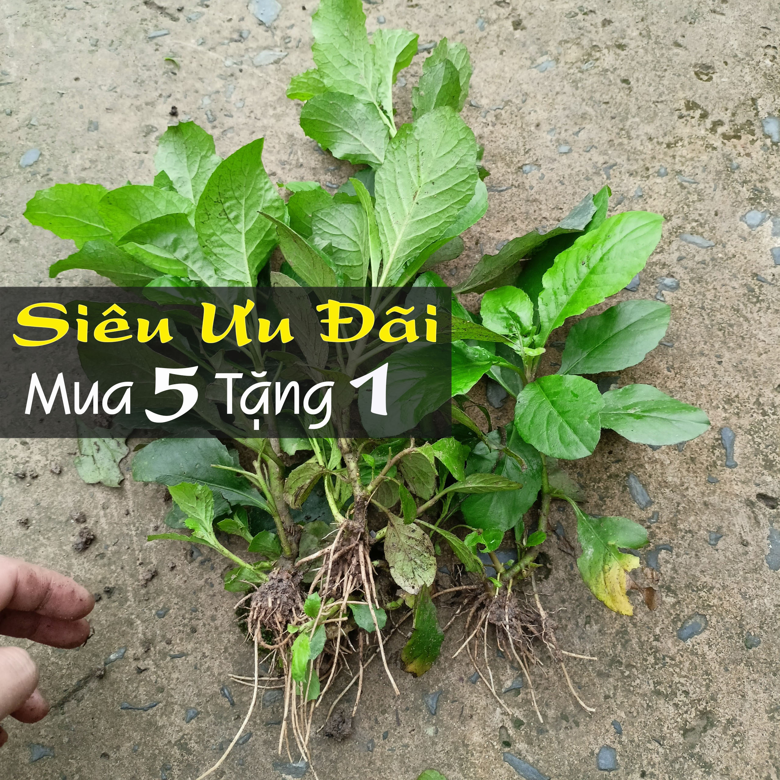 Cây cải trời giống (cây cao 20-30cm như hình)