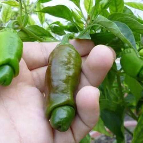Hạt Giống Ớt Cu Tí. Túi 10 Hạt