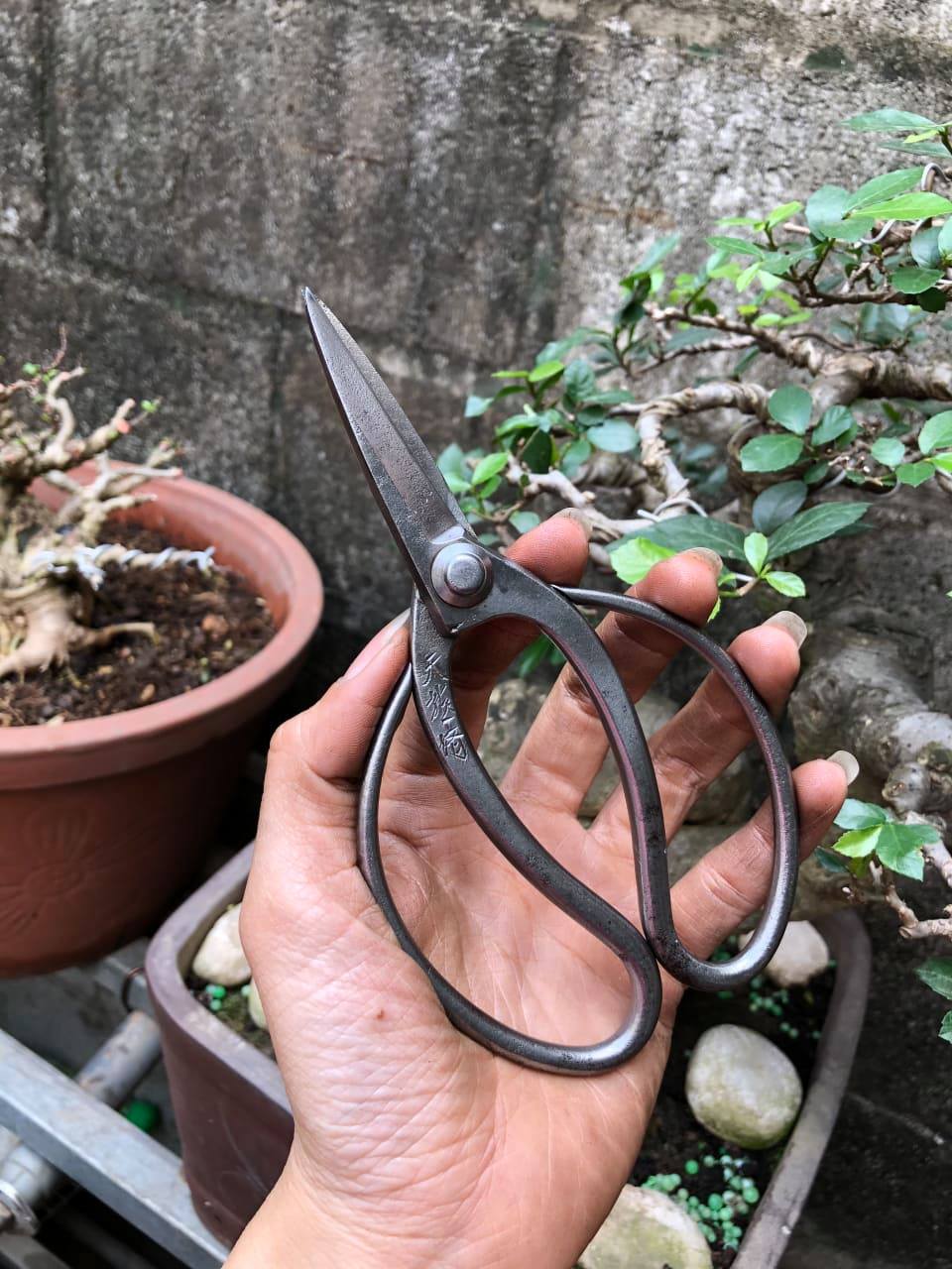 Kéo Cắt Tỉa Thép Trắng Đúc Cao Cấp
