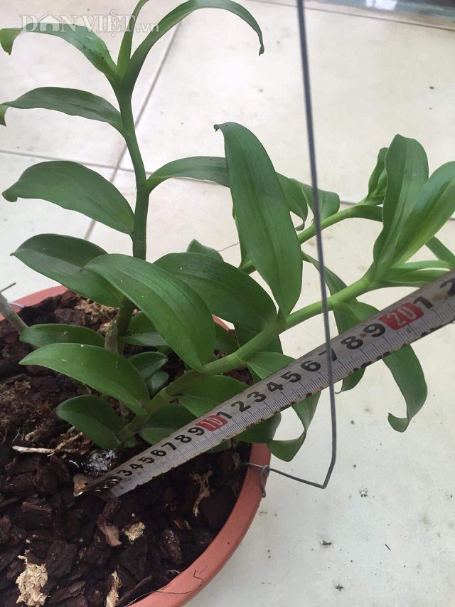 Phi điệp TRẦM VÀNG, ki to khỏe hoa đẹp hiếm (ki dài 15-20cm)