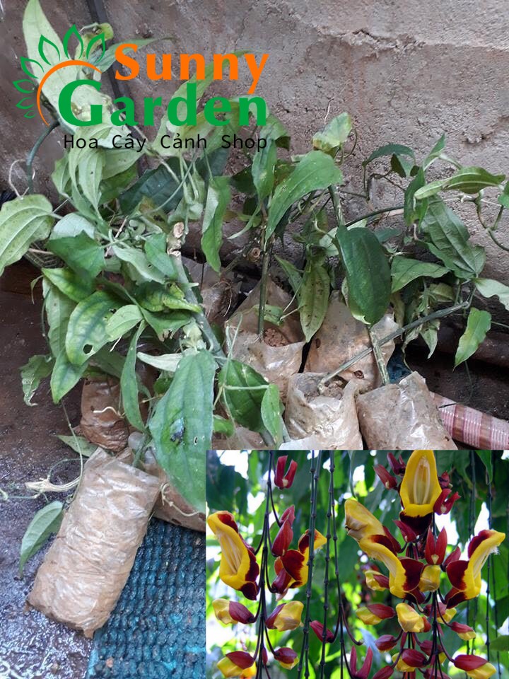 Cây Giống Hoa Leo M. Cọp - Cây Cảnh