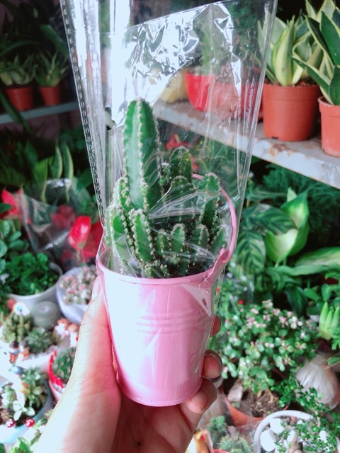 Chậu Xương Rồng Mini