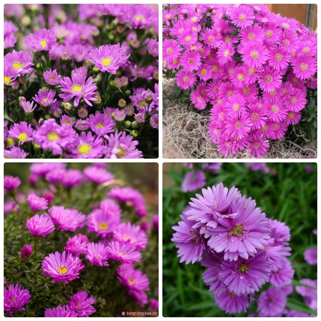 Hạt Giống Hoa Cúc Thạch Thảo Hồng - gói 50 hạt