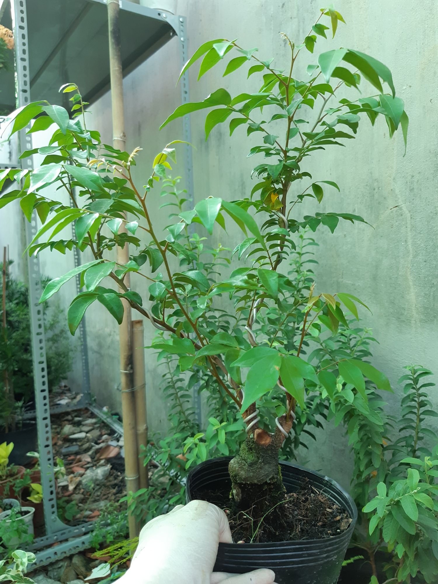 cây khế bonsai mini