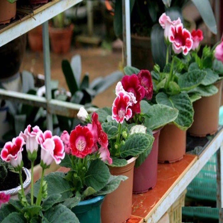 Hạt Giống Hoa Tử La Lan 50 Hạt