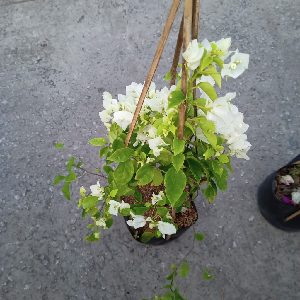 Chậu cây bông giấy hoa trắng C10