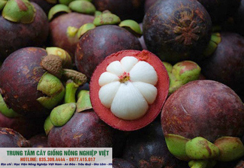 Cây giống măng cụt Thái Lan (ảnh thật số 2)