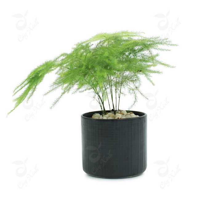 Cây Thuỷ Tùng Cả Chậu Sứ