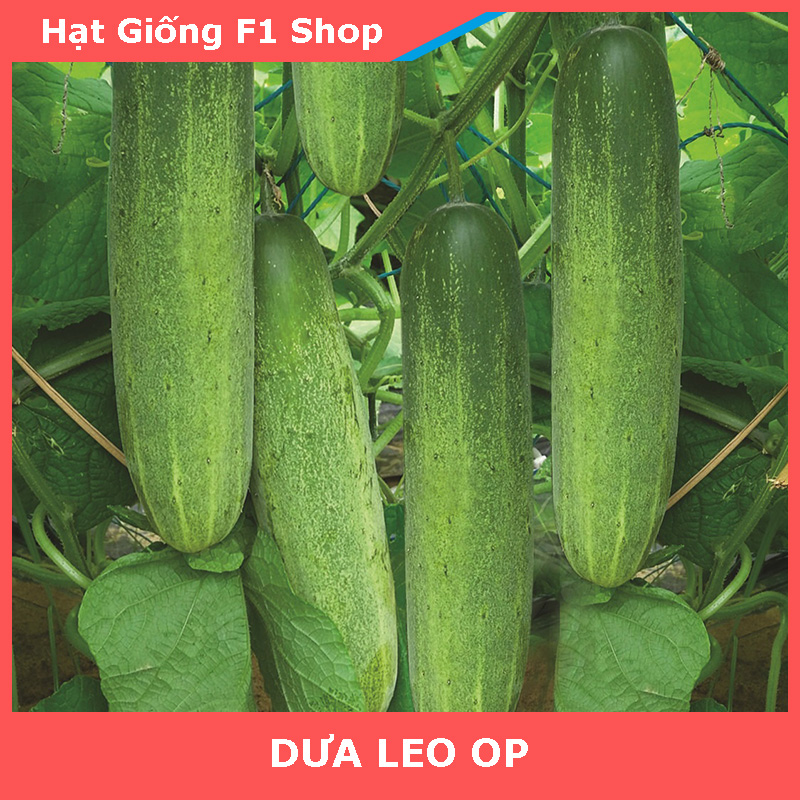 Hạt Giống Dưa Leo OP Xanh Giòn