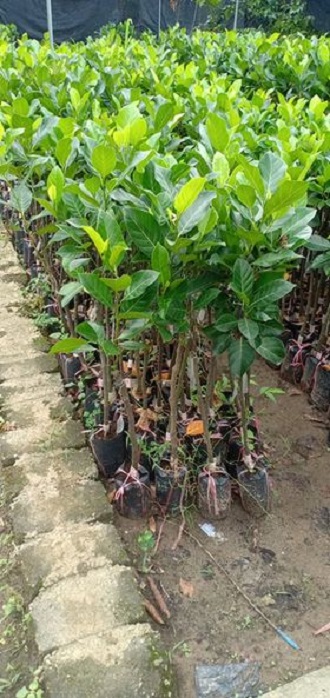 Mít Thái Siêu Sớm - F1+ tặng ( 0,5kg) phân thỏ hữu cơ