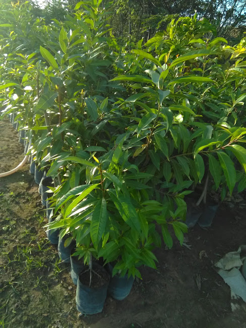 Cây Vối - thân lớn, cắt ngọn,  cao 1m,